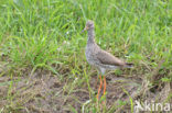Common Redshank (Tringa totanus)