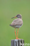 Common Redshank (Tringa totanus)