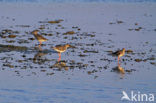 Common Redshank (Tringa totanus)