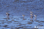 Common Redshank (Tringa totanus)