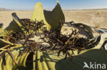 Welwitschia mirabilis