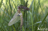 Epitheca bimaculata