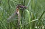 Epitheca bimaculata