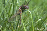 Epitheca bimaculata