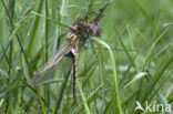 Epitheca bimaculata