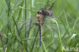 Epitheca bimaculata