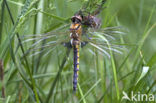 Epitheca bimaculata