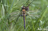 Epitheca bimaculata