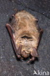 Mouse-eared Bat (Myotis myotis)