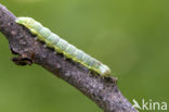 Kleine voorjaarsuil (Orthosia cruda)