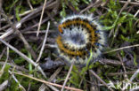 Grass Eggar (Lasiocampa trifolii)