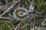 Grass Eggar (Lasiocampa trifolii)