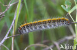 Grass Eggar (Lasiocampa trifolii)