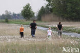 Common Cottongrass (Eriophorum angustifolium)