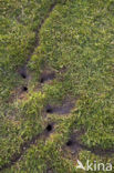 Common Vole (Microtus arvalis)