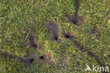 Common Vole (Microtus arvalis)