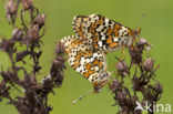 Veldparelmoervlinder (Melitaea cinxia) 