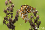 Veldparelmoervlinder (Melitaea cinxia) 