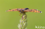 Veldparelmoervlinder (Melitaea cinxia) 