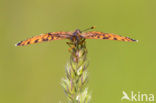 Veldparelmoervlinder (Melitaea cinxia) 