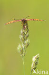 Veldparelmoervlinder (Melitaea cinxia) 