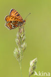 Veldparelmoervlinder (Melitaea cinxia) 