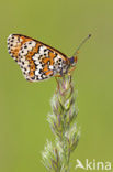 Glanville Fritellary (Melitaea cinxia)