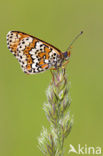 Veldparelmoervlinder (Melitaea cinxia) 