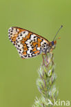 Veldparelmoervlinder (Melitaea cinxia) 