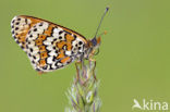 Veldparelmoervlinder (Melitaea cinxia) 