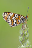 Veldparelmoervlinder (Melitaea cinxia) 