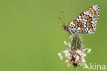 Veldparelmoervlinder (Melitaea cinxia) 