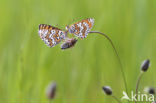 Veldparelmoervlinder (Melitaea cinxia) 