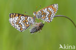 Veldparelmoervlinder (Melitaea cinxia) 