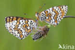 Veldparelmoervlinder (Melitaea cinxia) 