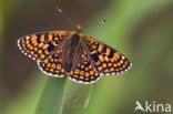 Veldparelmoervlinder (Melitaea cinxia) 