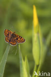 Veldparelmoervlinder (Melitaea cinxia) 