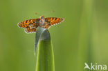 Veldparelmoervlinder (Melitaea cinxia) 