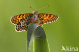 Veldparelmoervlinder (Melitaea cinxia) 