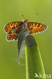 Veldparelmoervlinder (Melitaea cinxia) 