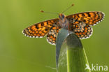 Veldparelmoervlinder (Melitaea cinxia) 