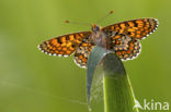 Veldparelmoervlinder (Melitaea cinxia) 