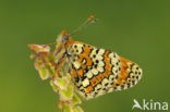 Veldparelmoervlinder (Melitaea cinxia) 