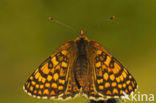 Veldparelmoervlinder (Melitaea cinxia) 