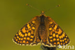 Glanville Fritellary (Melitaea cinxia)