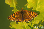 Veldparelmoervlinder (Melitaea cinxia) 