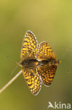 Veldparelmoervlinder (Melitaea cinxia) 