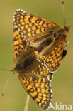 Glanville Fritellary (Melitaea cinxia)