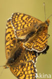 Glanville Fritellary (Melitaea cinxia)