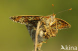 Veldparelmoervlinder (Melitaea cinxia) 